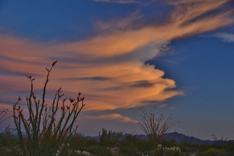 desert floor at sunset